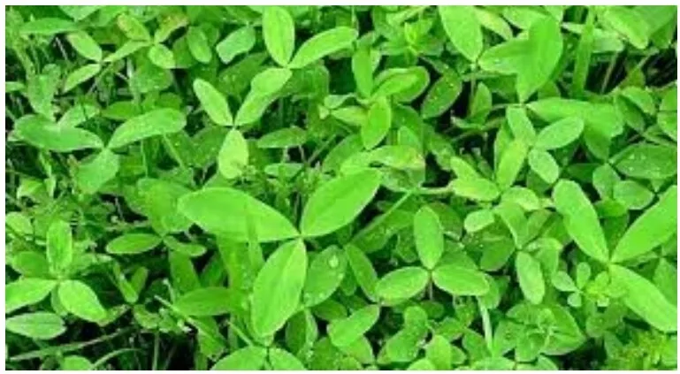 Barseem (Berseem Clover)