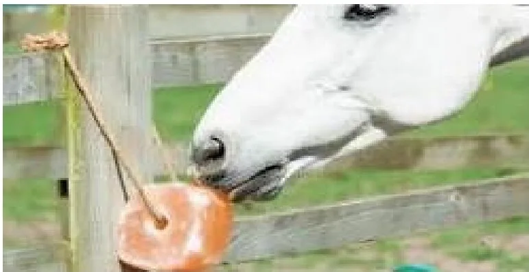 Animal Lick Salt
