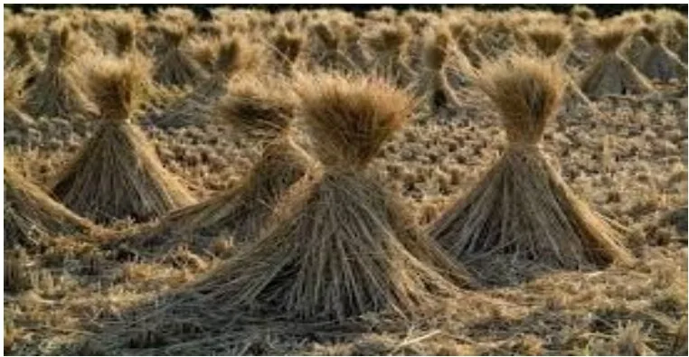 Rice Straw
